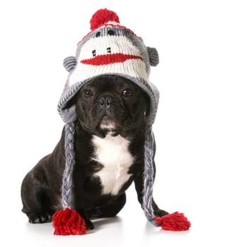 french bulldog wearing winter hat