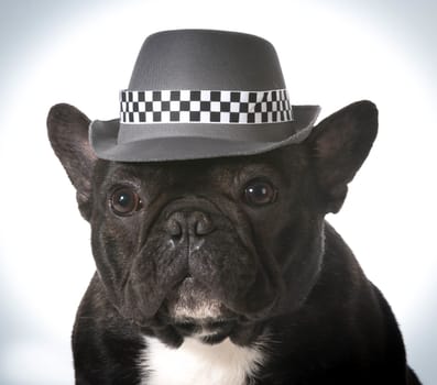 french bulldog wearing fedora hat