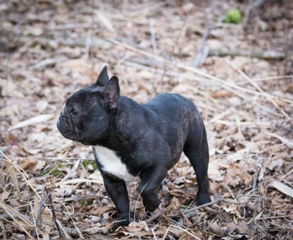 brindle french bulldog playing outside