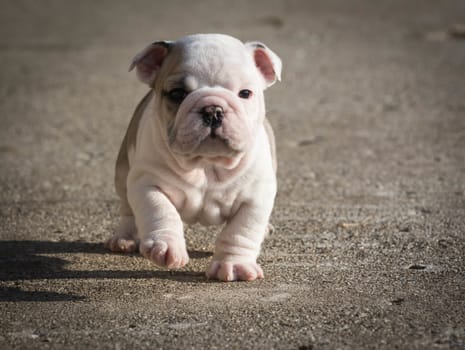 english bulldog puppy running outside - 6 weeks old