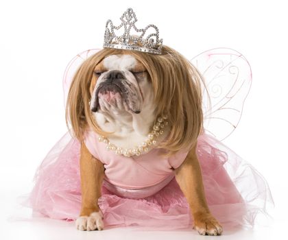 spoiled dog - english bulldog wearing princess costume