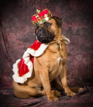 bull mastiff wearing king costume sitting on purple background