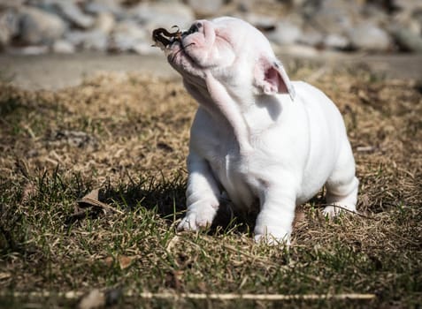 english bulldog puppy playing outside in the leaves