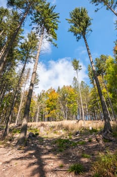 Forest in Beskid Mountains in Poland, Wielka Racza Mount