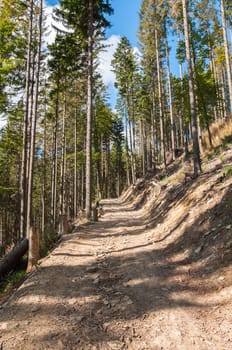 Forest path in Beskid Mountains in Poland, Wielka Racza Mount