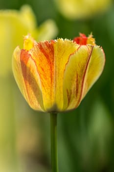 The yellow and yellow mixed tulip in Beijing Botanical Garden.