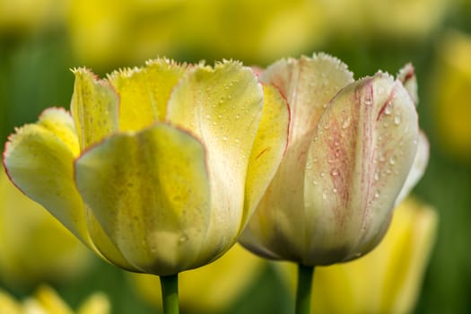 The yellow and red mixed tulip in Beijing Botanical Garden.