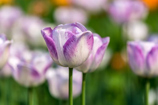 The pink tulips in Beijing Botanical Garden.