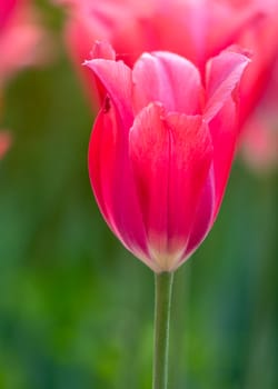 The red tulip in Beijing Botanical Garden.