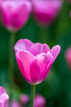 The pink tulip with green background in Beijing Botanical Garden.