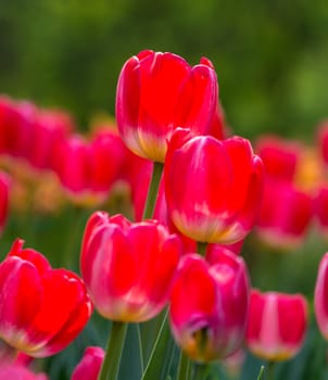 The red tulips with green background in Beijing Botanical Garden.