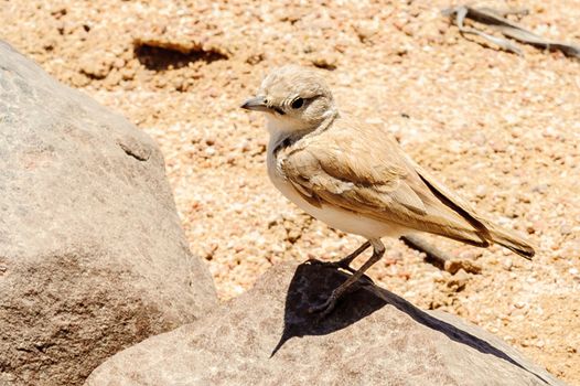 A meadowlark in Namib Desert where the average annual precipitation is less then 20mm.