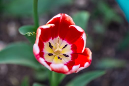 The red and white mixed tulip in Beijing Botanical Garden.