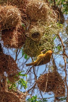 African Masked Weaver with nests in Morogoro of Tanzania.