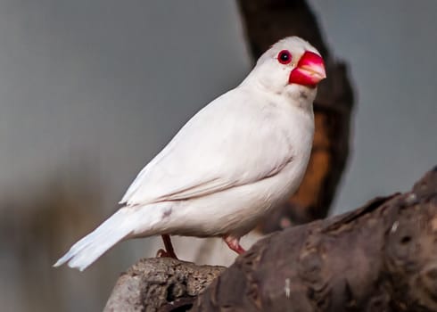 Java Sparrow beautiful bird on nature background