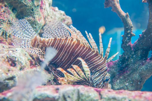 lion fish beautiful in aquarium and reef