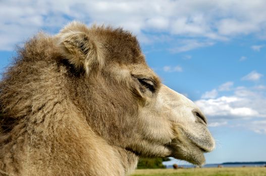 Face of a camel