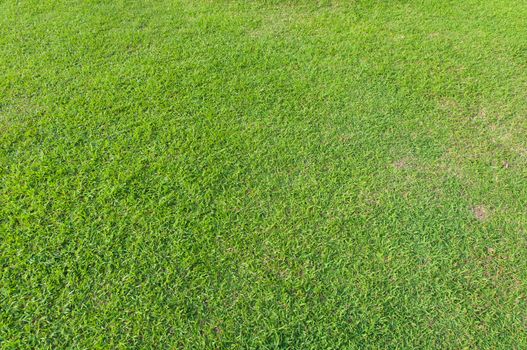 field green grass texture and nobody background