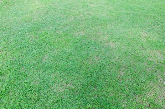 field green grass texture and nobody background