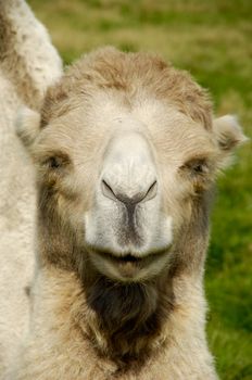 Face of a camel