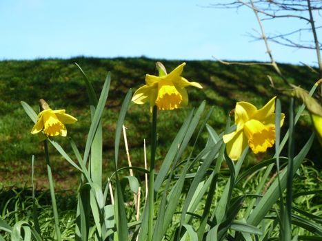 Bright spring daffodil flowers against grassy hill