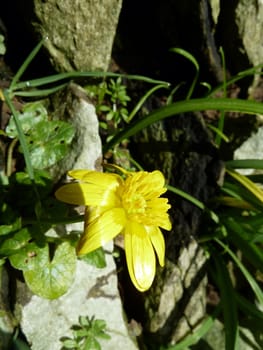 Bright small yellow flower in sunlight on a wall