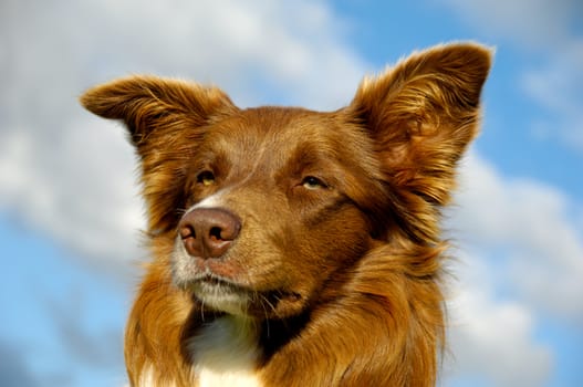 Face of a Border Collie dog