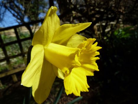 Single bright yellow daffodil against a dark natural background