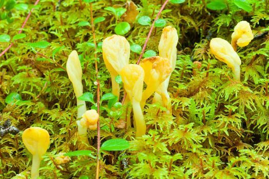 Cluster of Yellow Fairy Fan mushrooms, Spathularia flavida, growing in green sphagnum peat moss