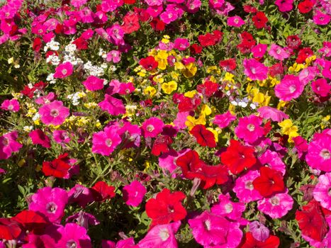 Colorful horticulture flower background pattern texture, multi-colored petunias and other flowers in garden bed