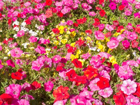 Colorful horticulture flower background pattern texture, multi-colored petunias and other flowers in garden bed