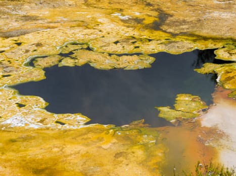 Algae growth forming thick layer pattern on water surface nature background texture