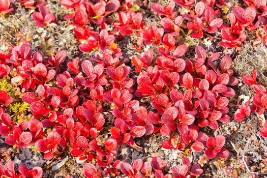 Red Bearberry plant, Arctous rubra, bright red colored leaves in autumn nature background texture pattern