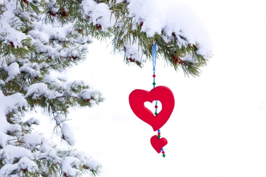 Single red heart shaped Christmas or Valentines ornament hanging from snow covered winter branch of pine tree isolated on white