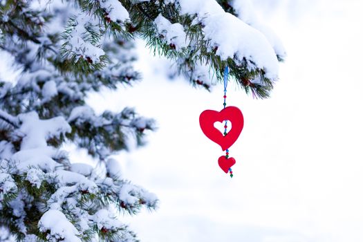 Single red heart shaped Christmas or Valentines decoration hanging from snow covered winter branch of pine tree isolated on white