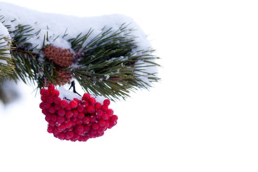 Red mountain ash berries as Christmas or Valentines decoration on snowy pine tree branch on neutral white background