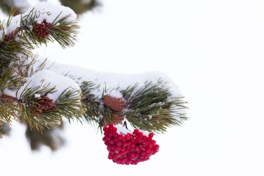 Red mountain ash berries as Christmas or Valentines ornament on snowy pine tree branch on neutral white background