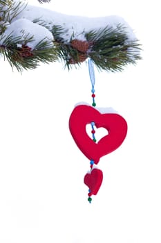 Single red heart shaped Christmas or Valentines decoration hanging from snow covered winter branch of pine tree isolated on white