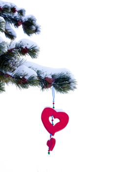 Single red heart shaped Christmas or Valentines ornament hanging from snow covered winter branch of pine tree isolated on white