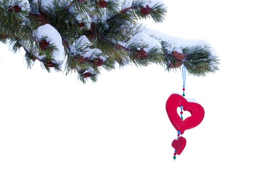 Single red heart shaped Christmas or Valentines decoration hanging from snow covered winter branch of pine tree isolated on white