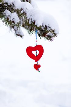 Single red heart shaped Christmas or Valentines decoration hanging from snow covered winter branch of pine tree isolated on white