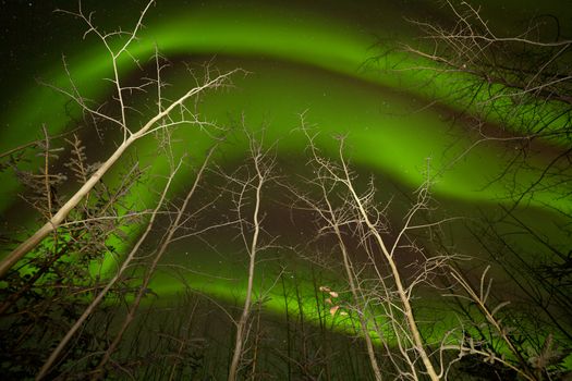 Intense green northern lights swirls or Aurora borealis dancing on starry night sky over boreal forest taiga bare aspen trees, Yukon Territory, Canada