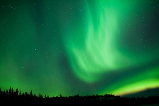 Intense green northern lights, Aurora borealis, on night sky with stars over boreal forest taiga, Yukon, Canada