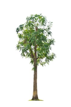 Tree isolate on a white background