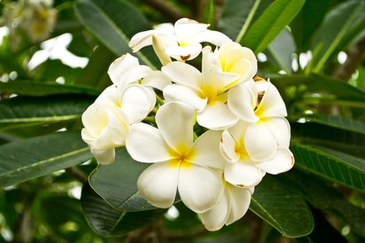 Frangipani flowers with leaves in background