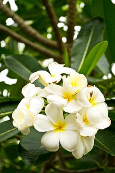 Frangipani flowers with leaves in background