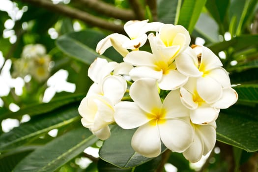 Frangipani flowers with leaves in background