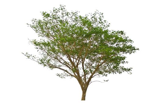 Tree isolate on a white background