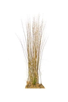 Bamboo tree isolate on a white background