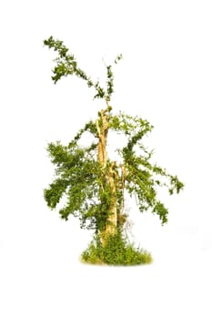 Tree isolate on a white background